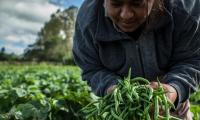 Farmer gathers green string beans in wide field