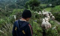 Young man shepards sheep down a mountainside